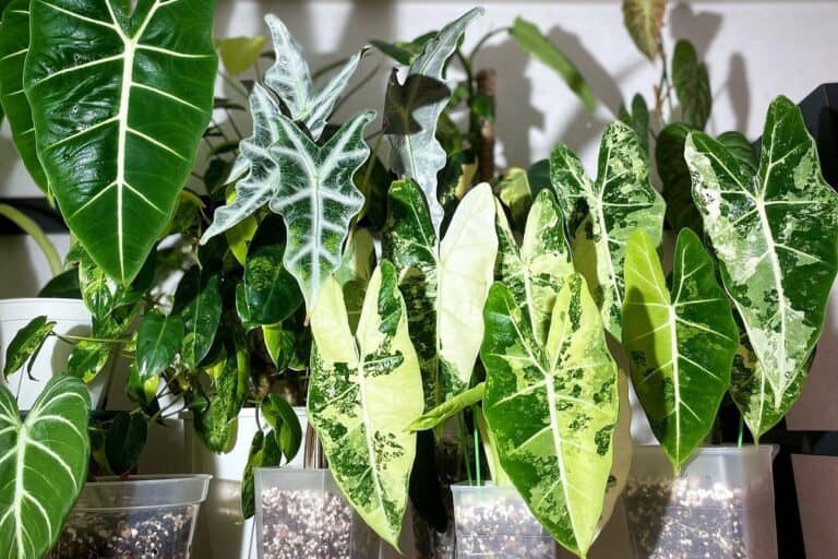 alocasia soil mix recipe