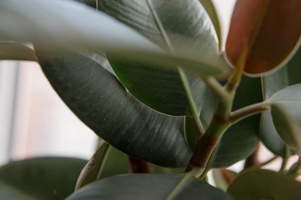 rubber plant benefits