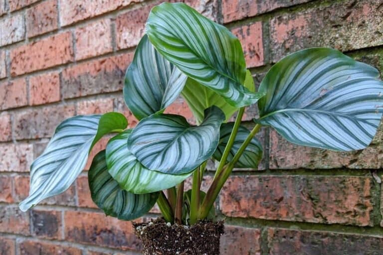 calathea root rot