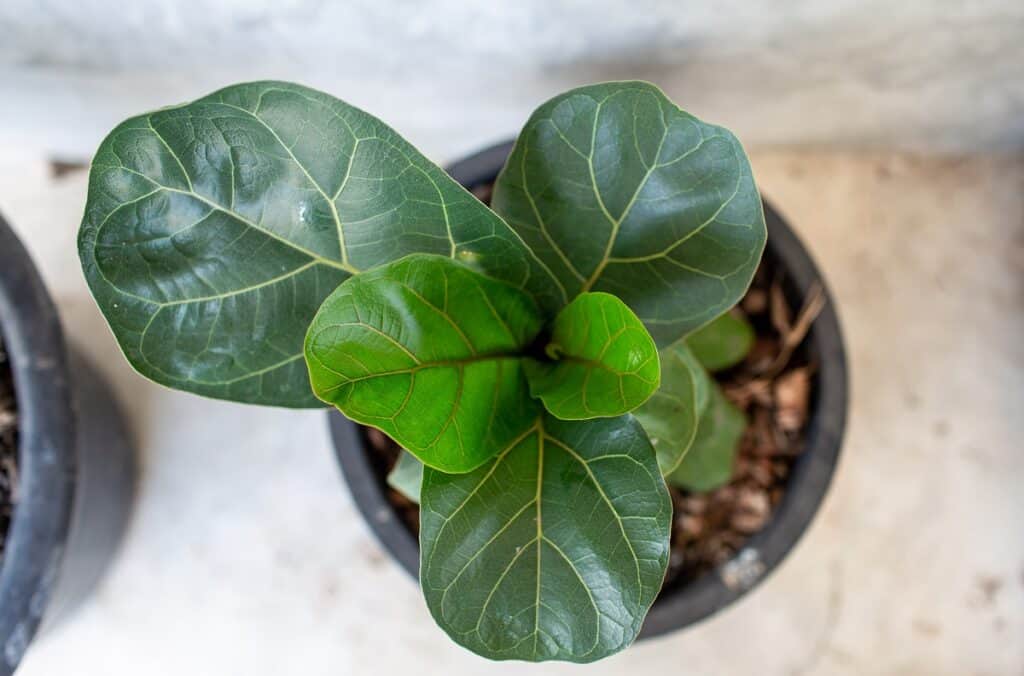 coffee grounds on fiddle leaf figs