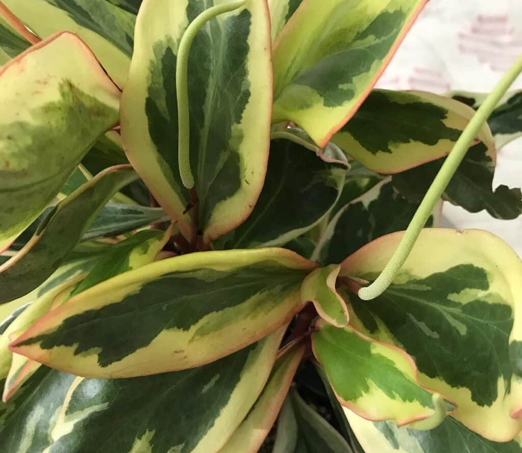 peperomia leaves curling