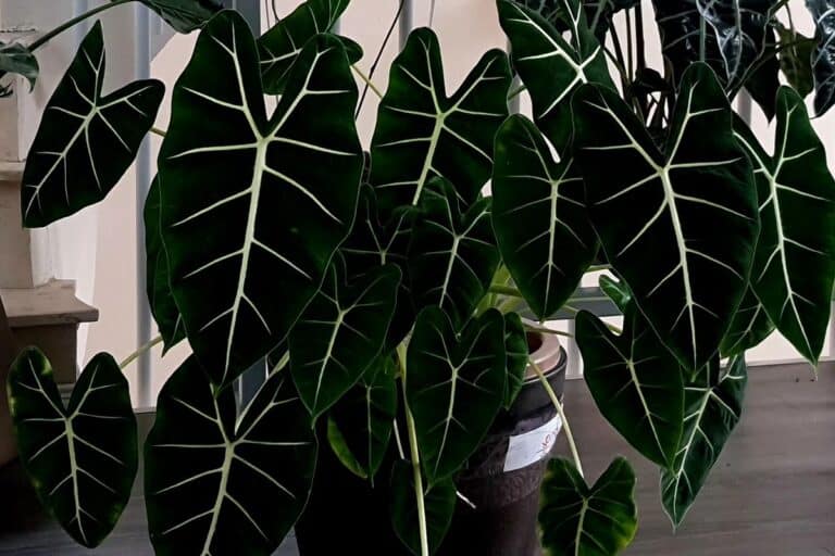 do alocasia frydek go dormant