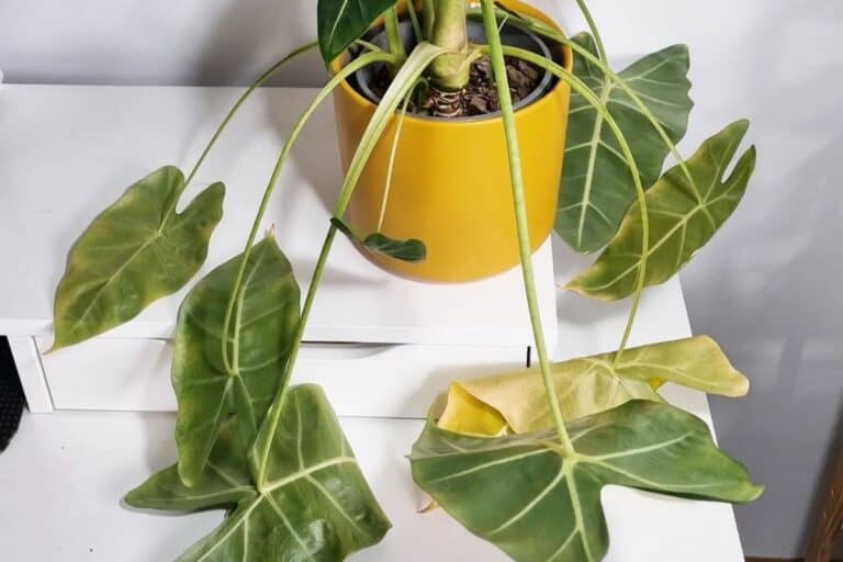 do alocasias go dormant