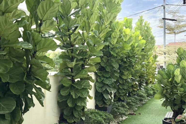 do fiddle leaf figs like coffee grounds