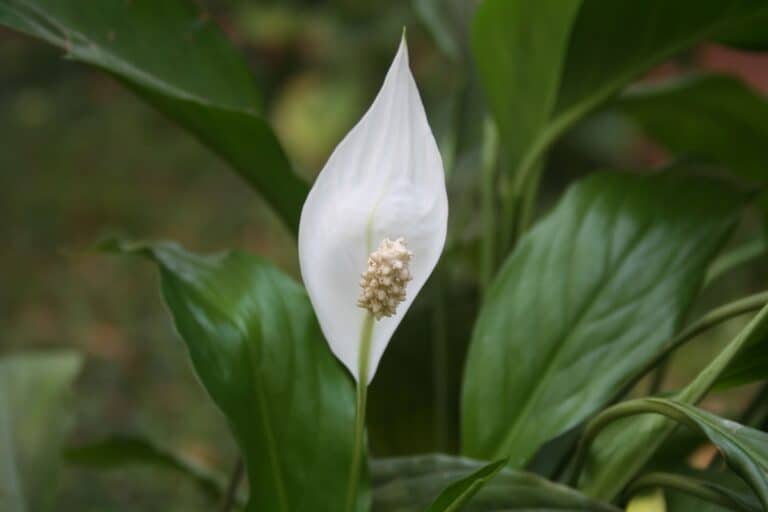 do peace lilies like coffee grounds