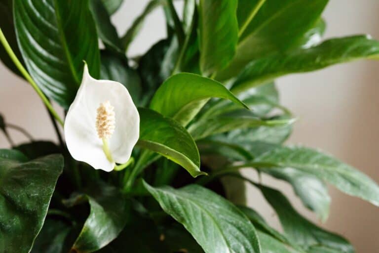 do peace lilies like humidity