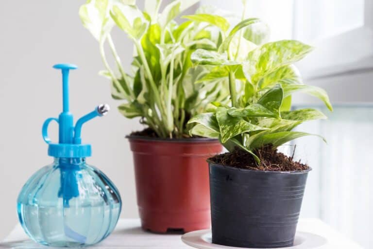 do pothos like humidity