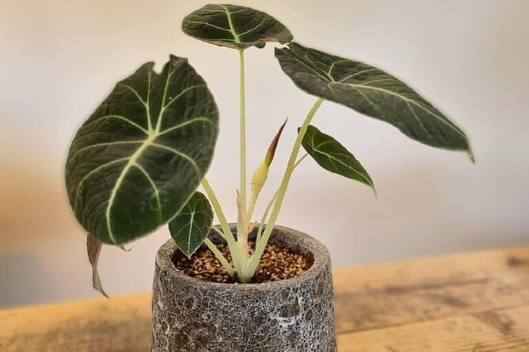does alocasia black velvet go dormant