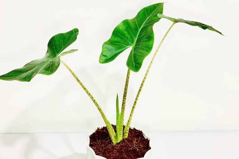 does alocasia zebrina go dormant