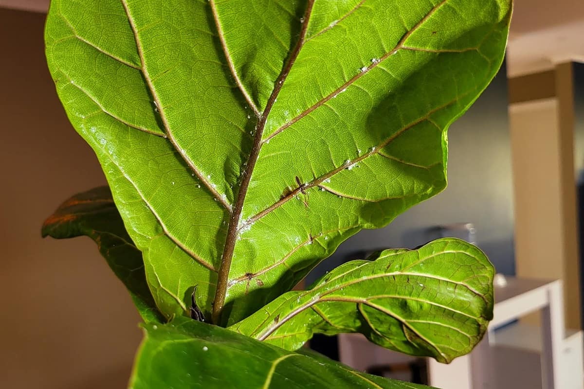 Mealybugs On Fiddle Leaf Fig (Signs, Causes & Solutions) Houseplant Alley