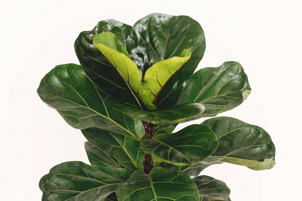 fiddle leaf figs and coffee grounds