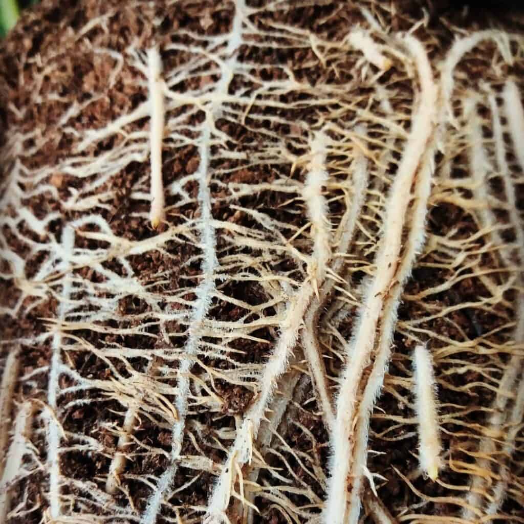 healthy calathea roots
