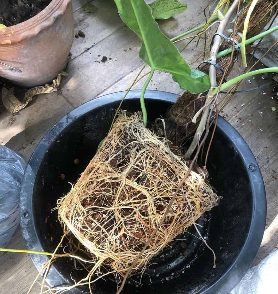 healthy philodendron roots