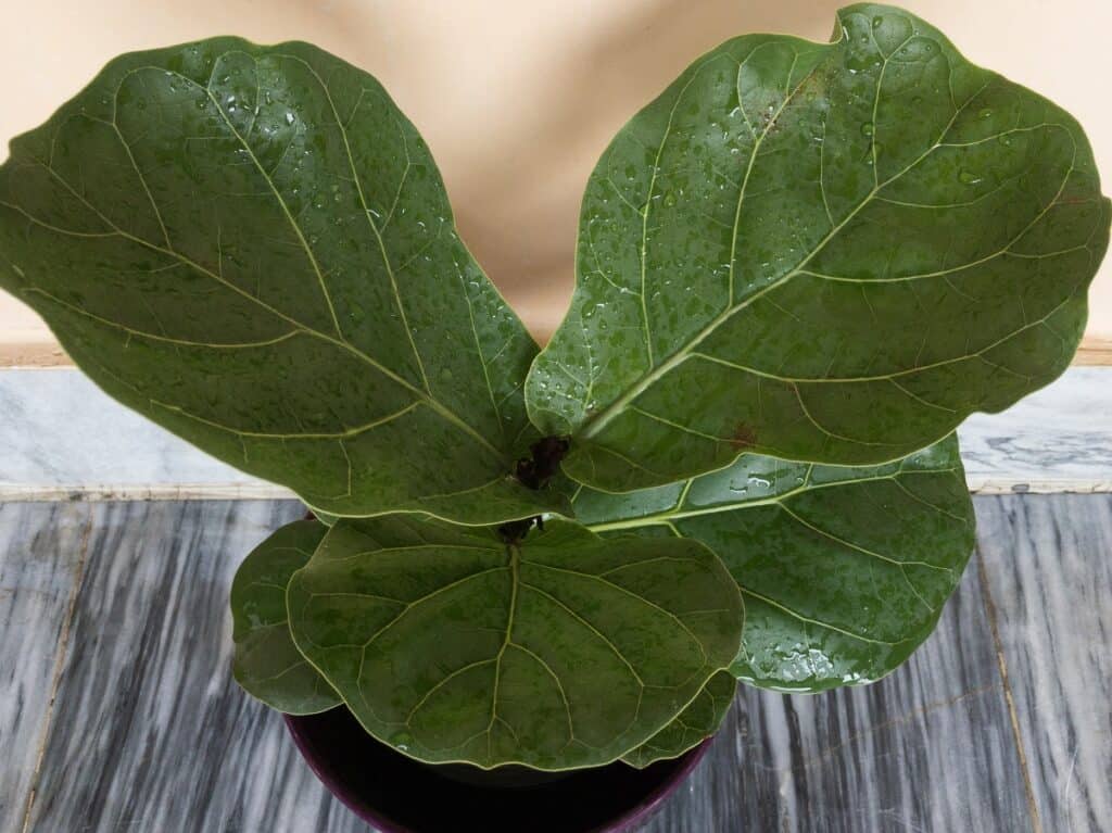 how often to clean fiddle leaf fig leaves