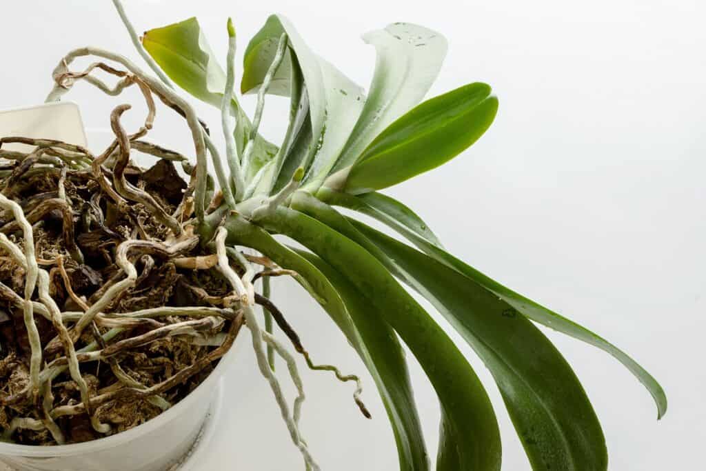 how to repot orchids with air roots
