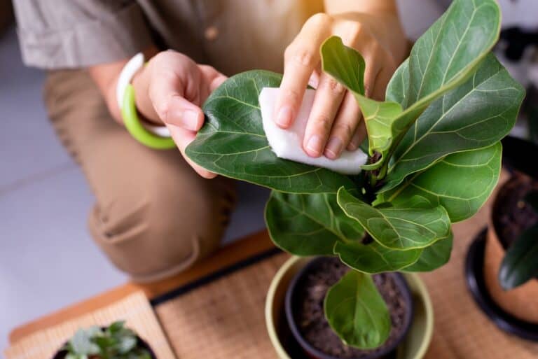 how to clean fiddle leaf fig leaves