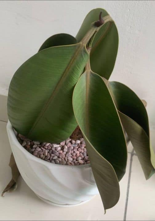 underwatered rubber plant
