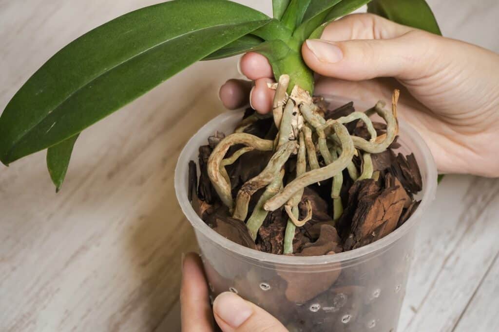 how to repot orchids with air roots