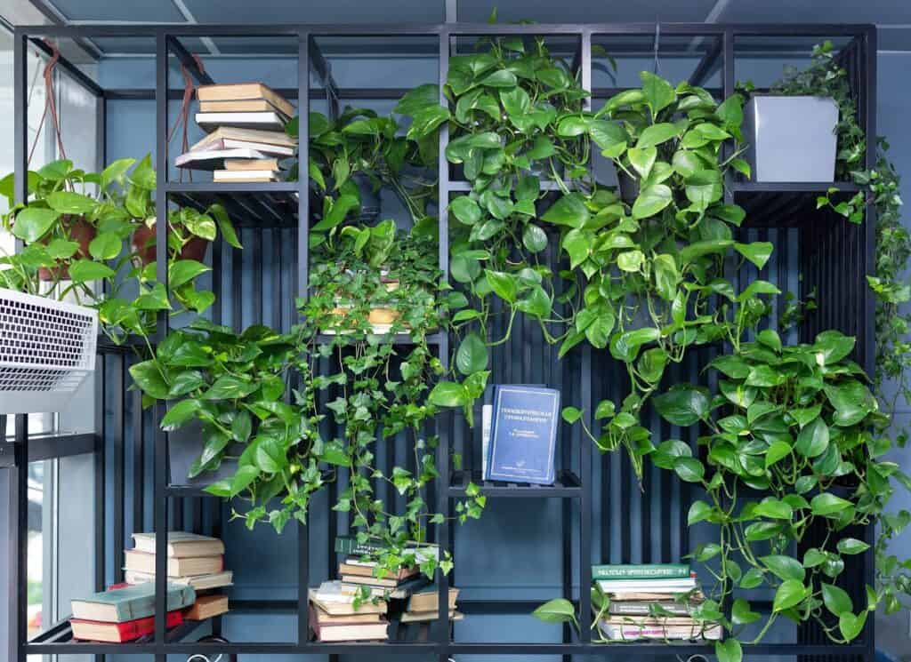 do pothos like humidity