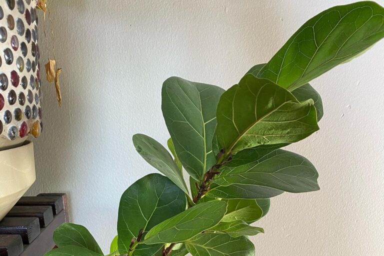 leaning fiddle leaf fig