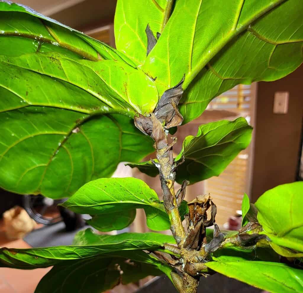 mealybugs on fiddle leaf fig