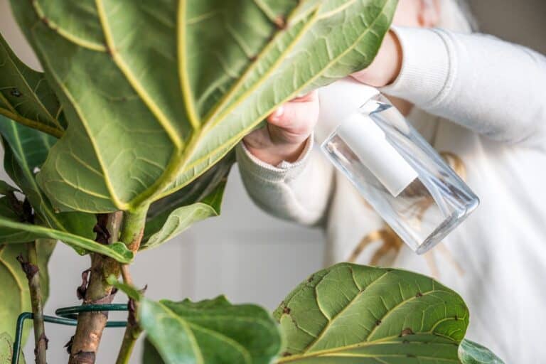 mealybugs on fiddle leaf fig