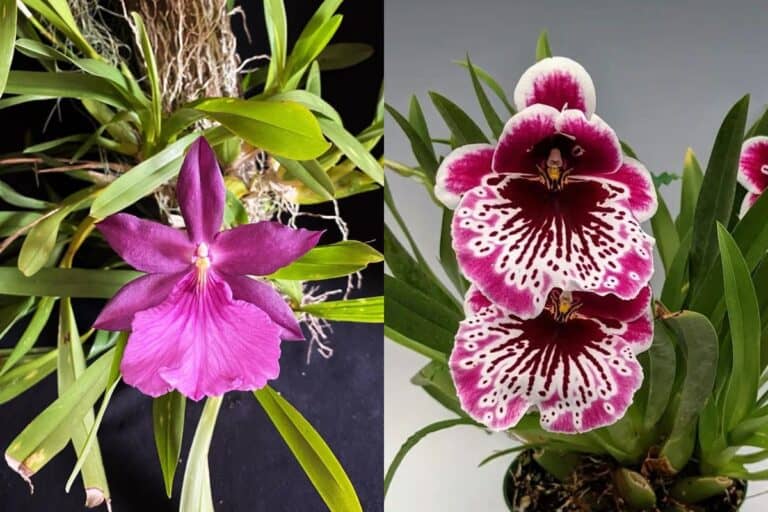 miltonia vs miltoniopsis