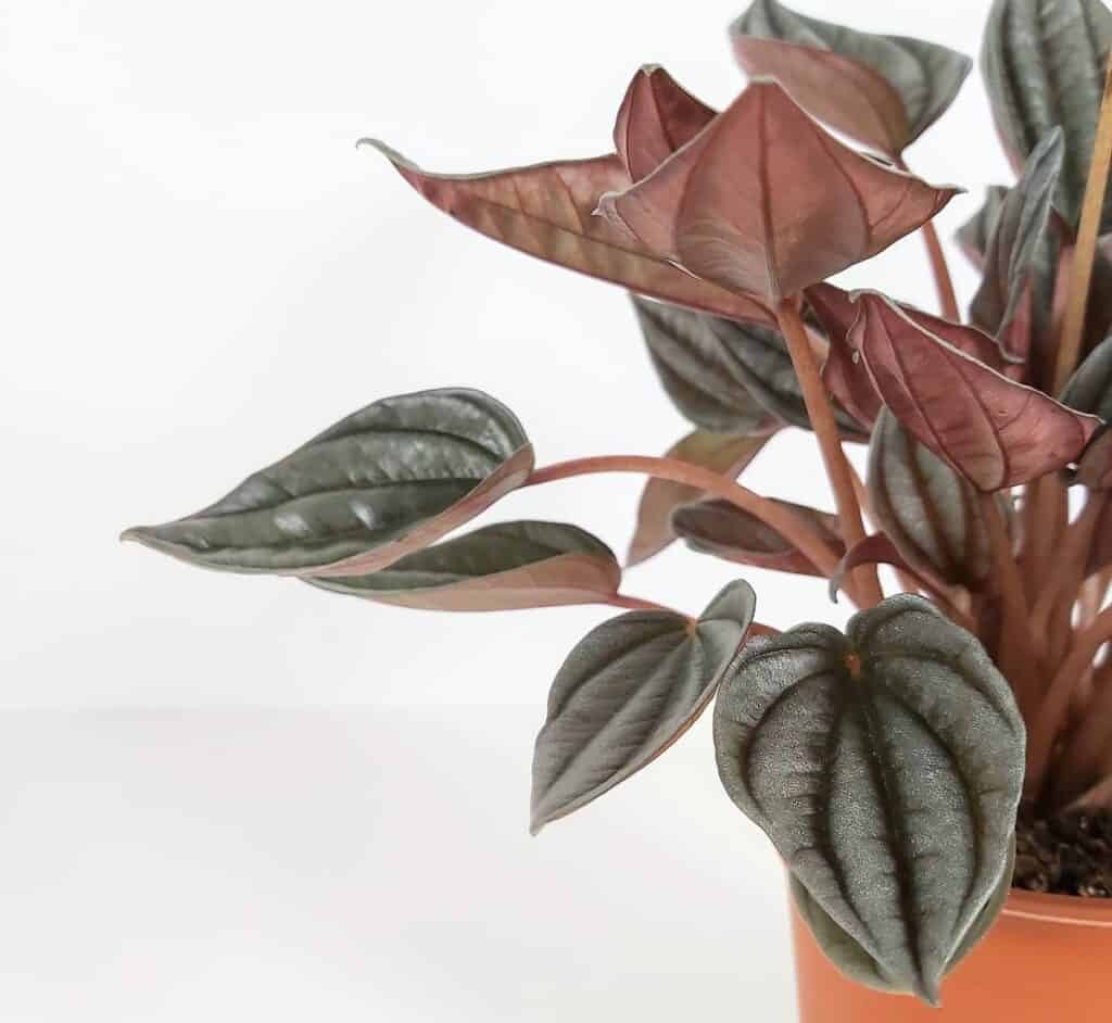 peperomia leaves curling