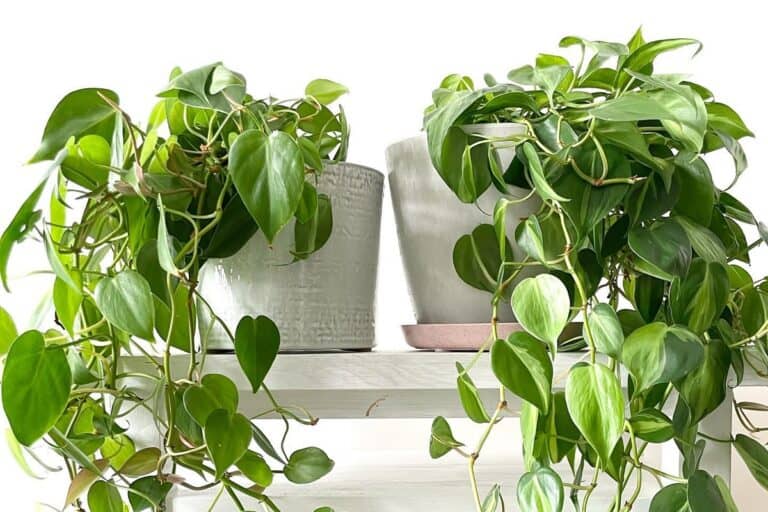 philodendron root rot