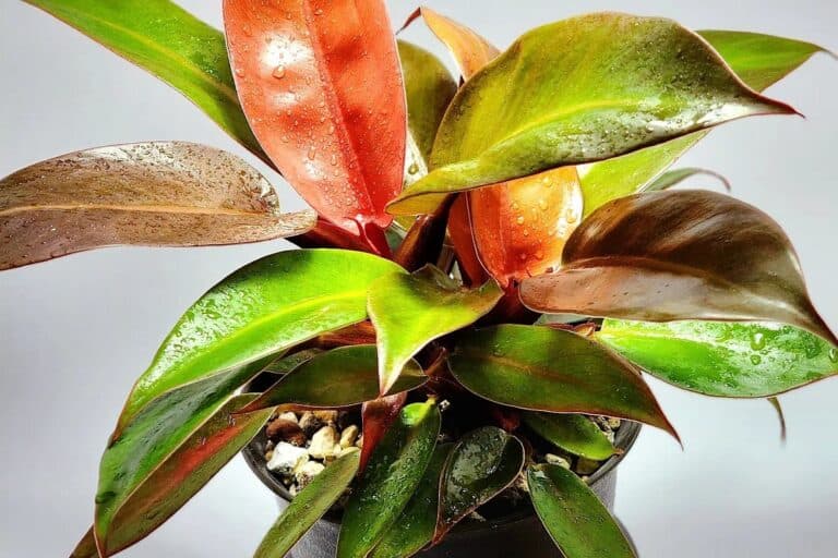 philodendron soil mix recipe
