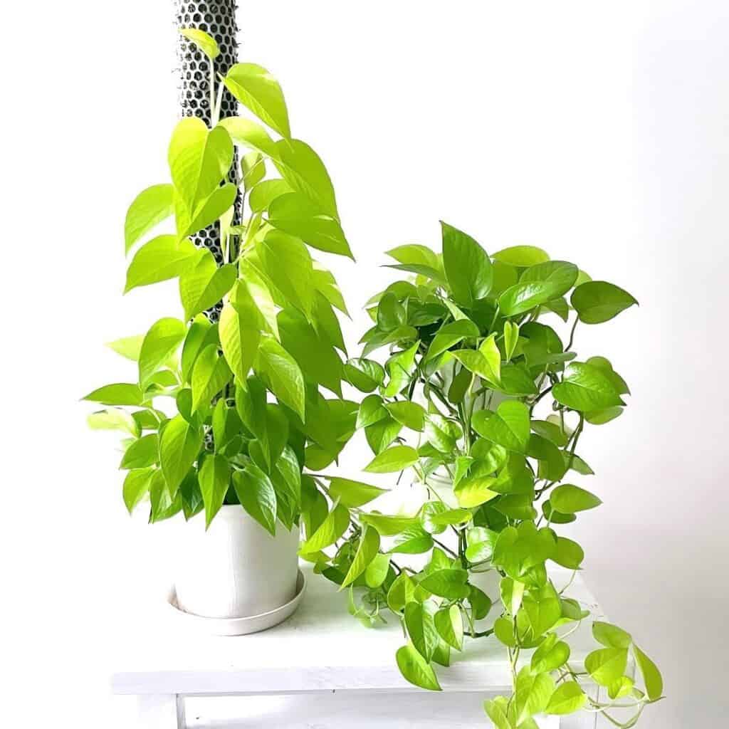 do pothos like coffee grounds