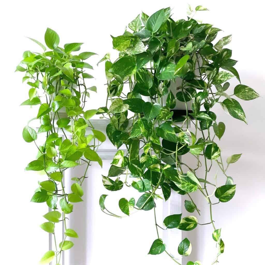 do pothos like coffee grounds