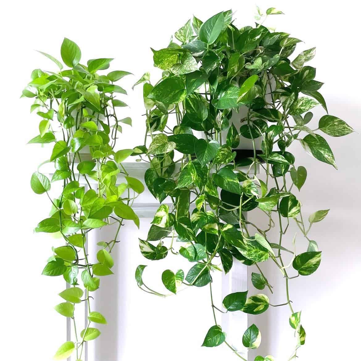 Do Pothos Like Coffee Grounds? [Benefits & Risks] Houseplant Alley