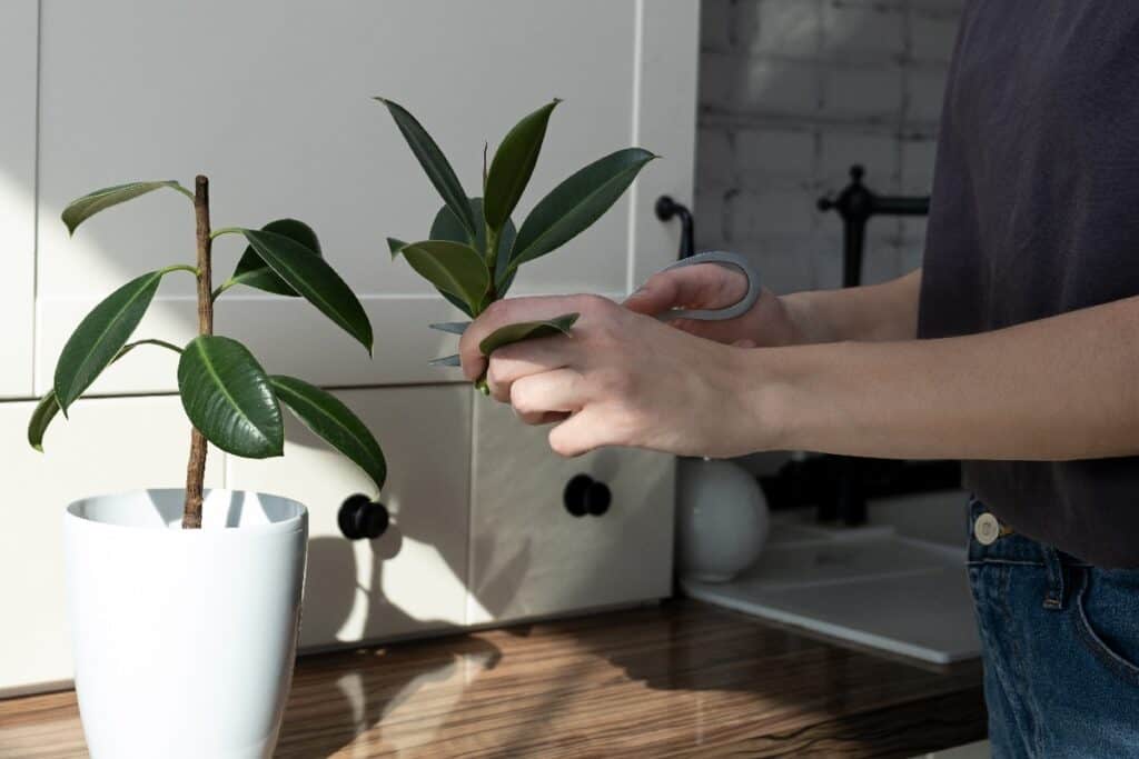 propagate leggy rubber plant