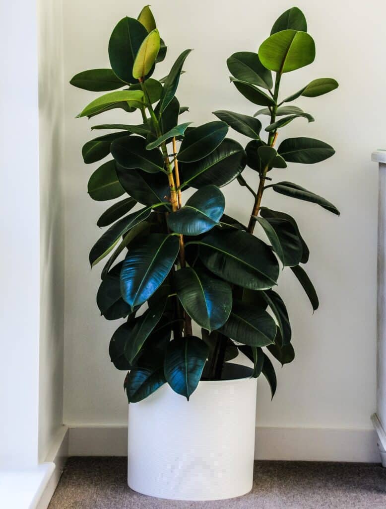 underwatered rubber plant