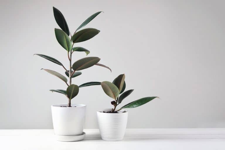rubber plant benefits