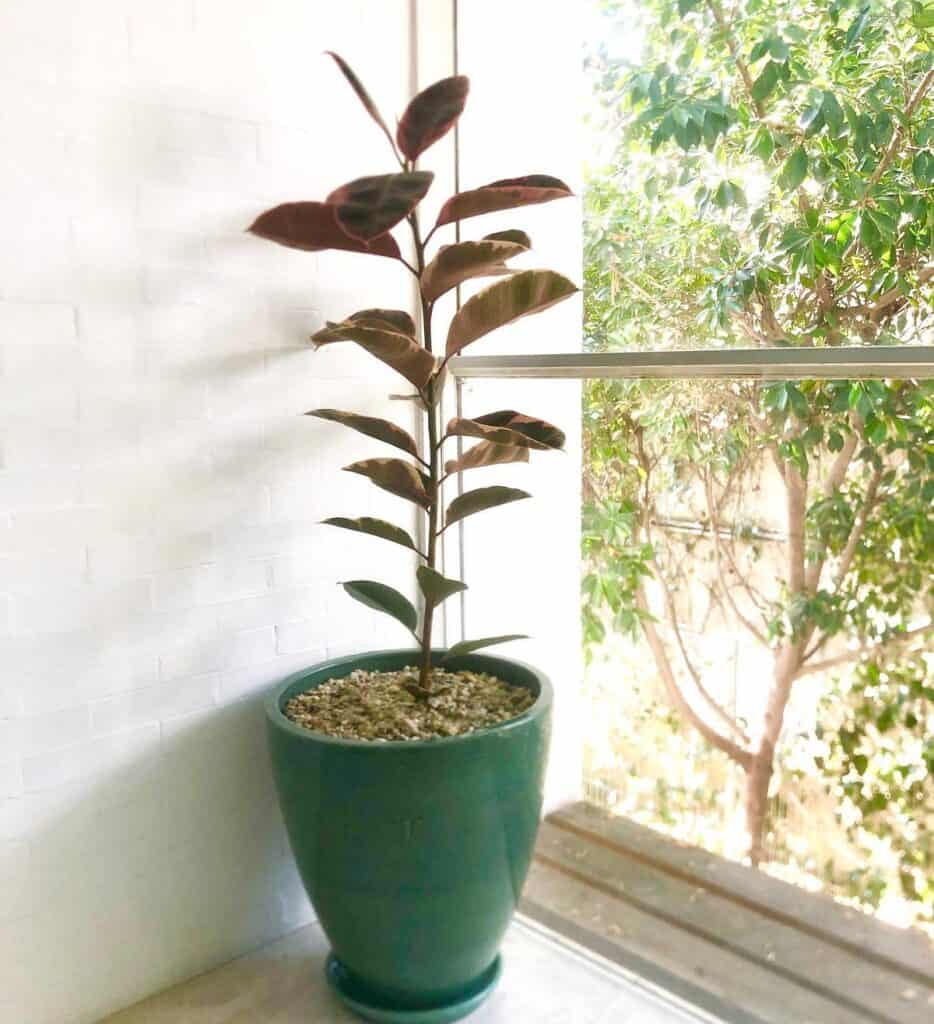 leggy rubber plant