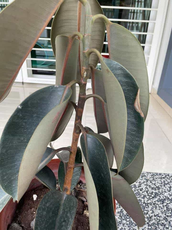 underwatered rubber plant