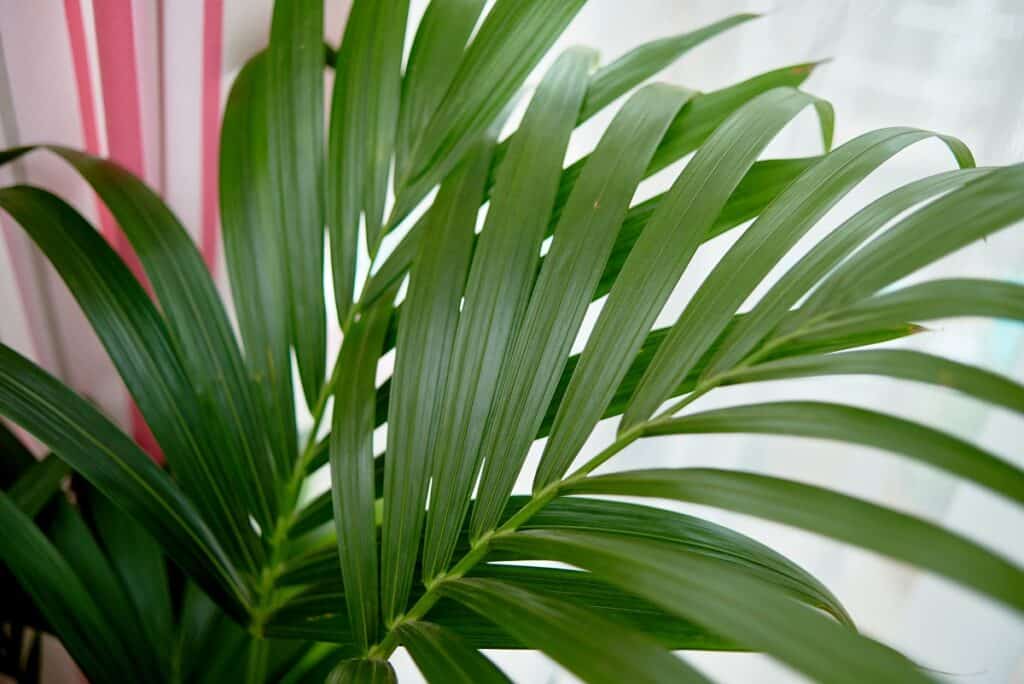 how to trim areca palm