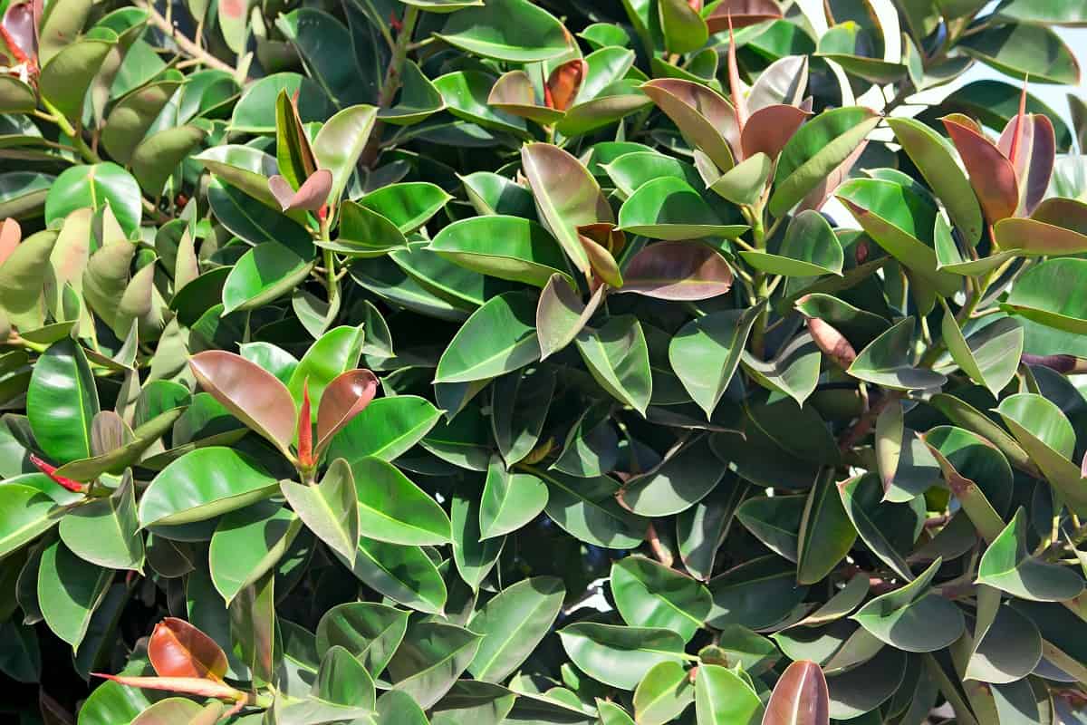 Underwatered Rubber Plant (Signs, Causes & Solutions) Houseplant Alley