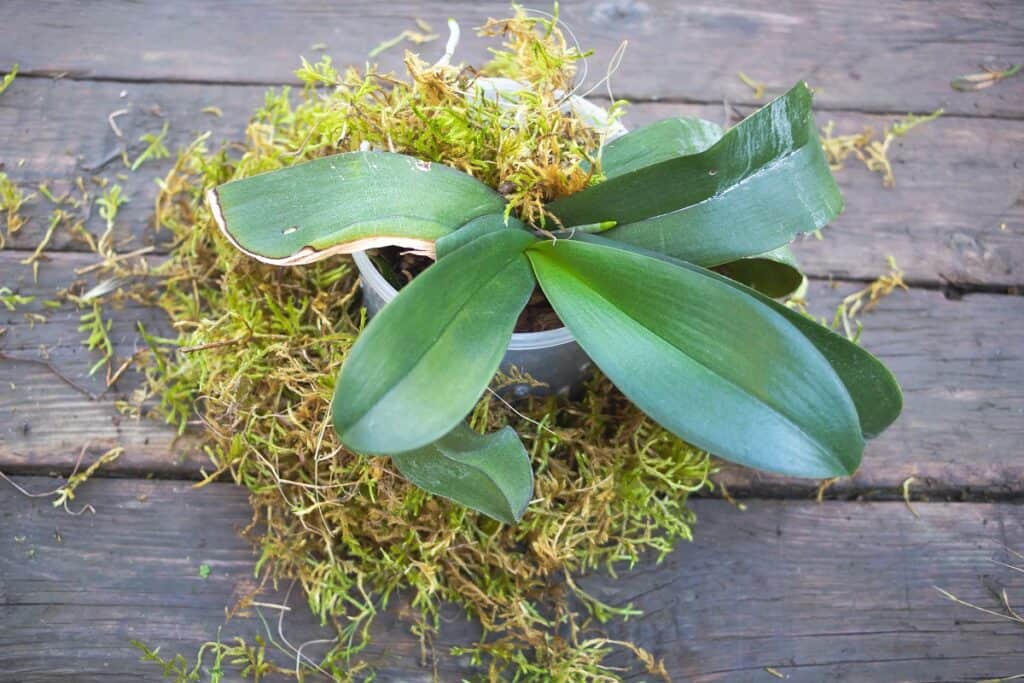 how to water orchids in moss