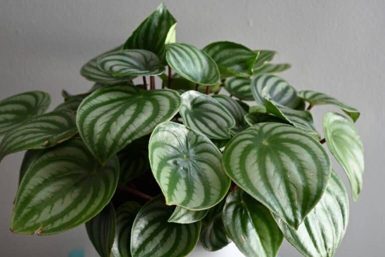 watermelon peperomia drooping