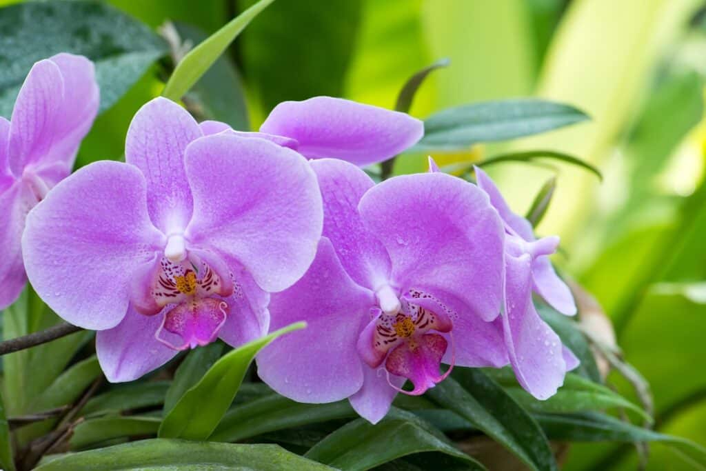 what animals eat orchids