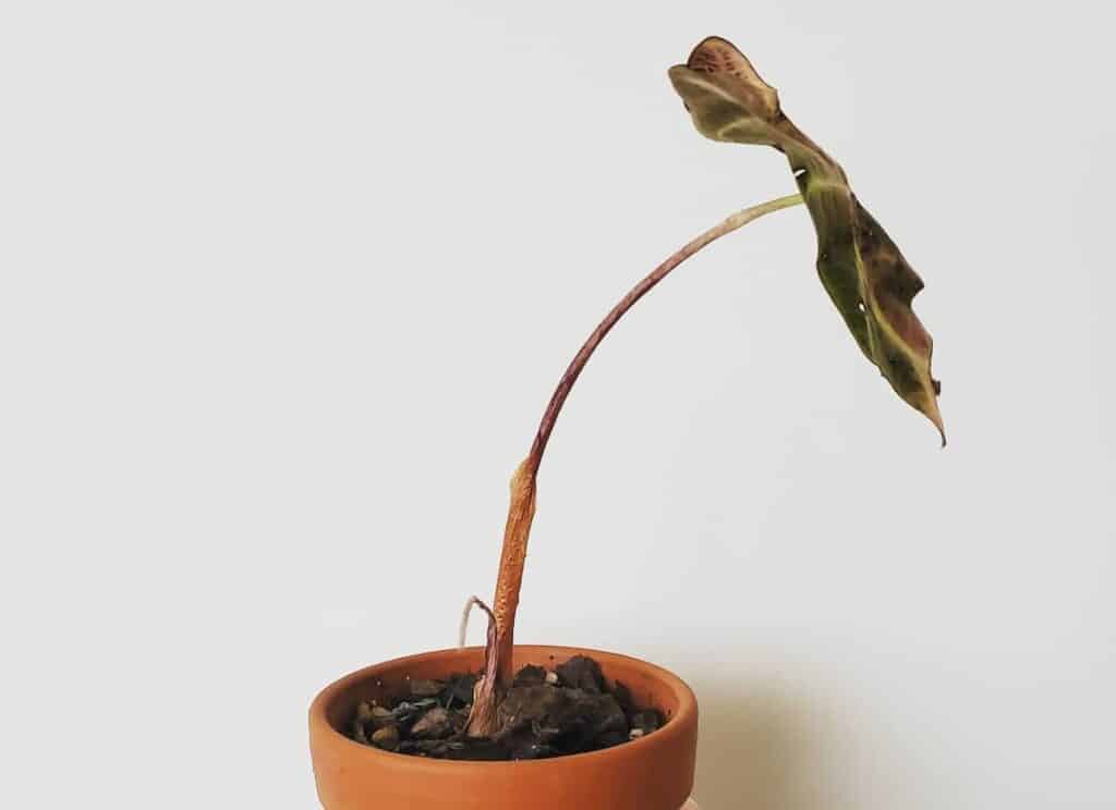 what does a dormant alocasia look like