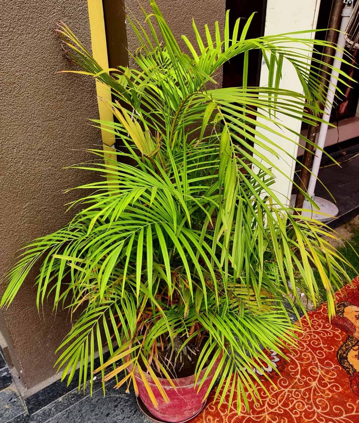 How To Trim Areca Palm Houseplant Alley