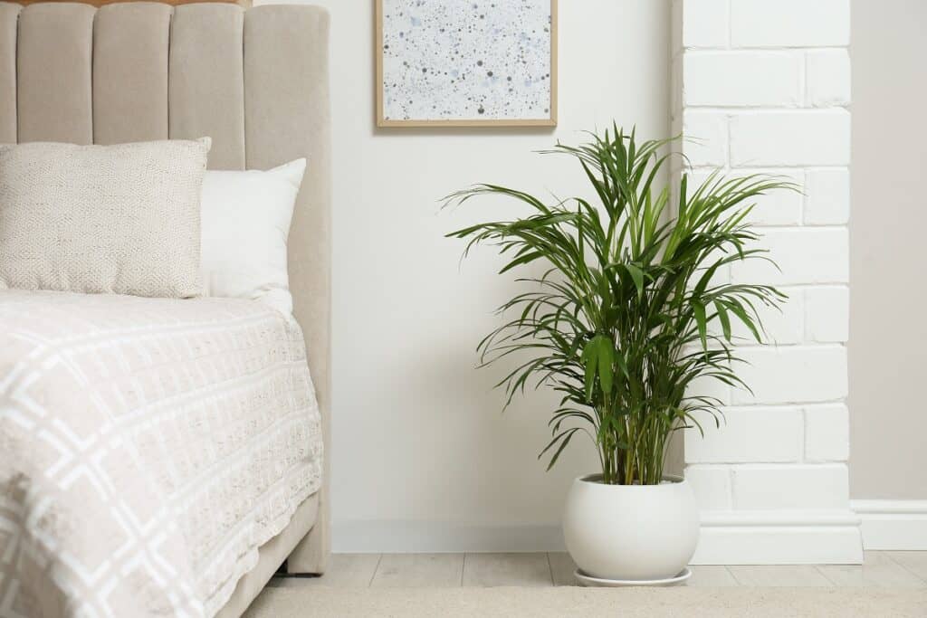 Can I keep areca palm in the bedroom