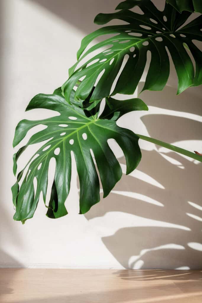 How To Tell If A Monstera Is Getting Too Much Sunlight