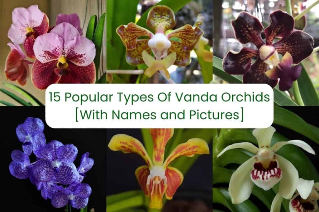 types of vanda orchids