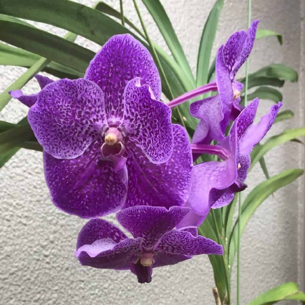 Vanda Roberts Delight