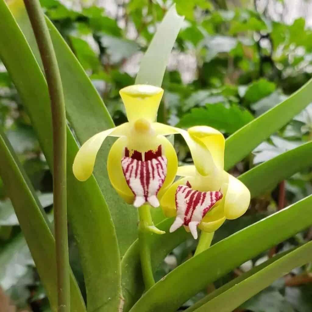 Vanda cristata